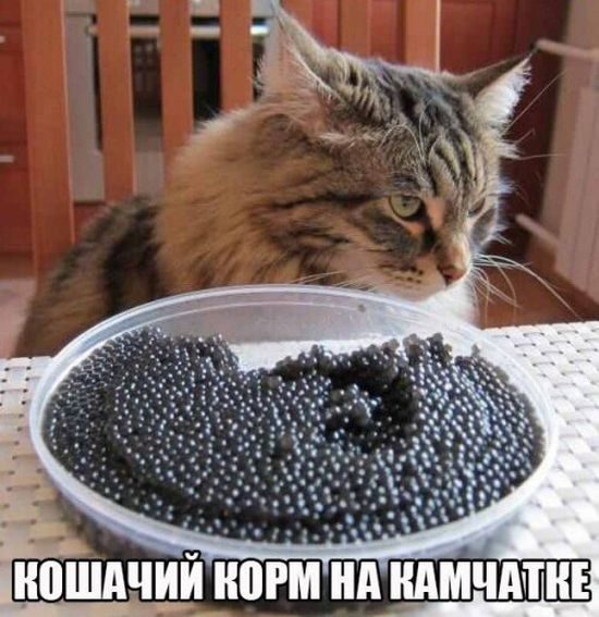 Убойные заряды юмора на всю праздничную неделю Убойные заряды юмора на всю праздничную неделю