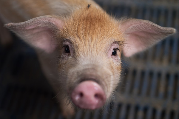 Dutch startup Meatable is developing lab-grown pork and has $10 million in new financing to do it