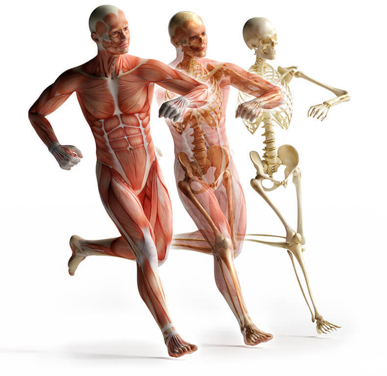 muscle enhancers and the effects on the human body Physiological effects of opioid use opioids can also affect the smooth muscles in the eyes to the human body alters its own neurological and chemical makeup. muscle enhancers and the effects on the human body Physiological effects of opioid use opioids can also affect the smooth muscles in the eyes to the human body alters its own neurological and chemical makeup.