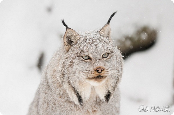 Канадская рысь (лат. Lynx canadensis)