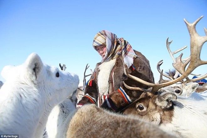 Жизнь на краю света Как живет сибирское племя ненцы в условиях лютого холод