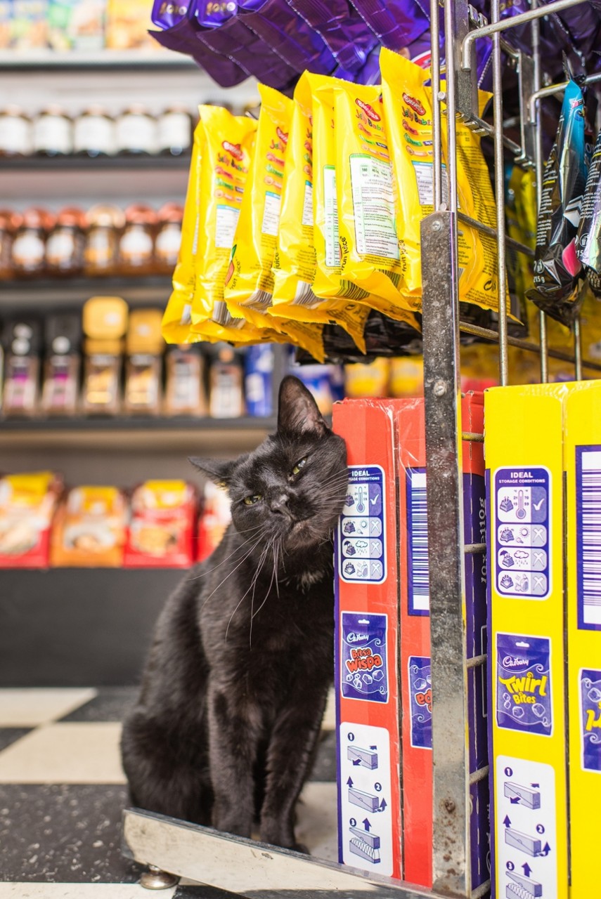 Очаровательные коты, Shop Cats of New York