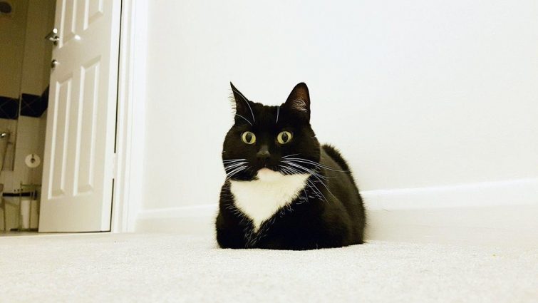 Кошка, которая в шоке от всего
