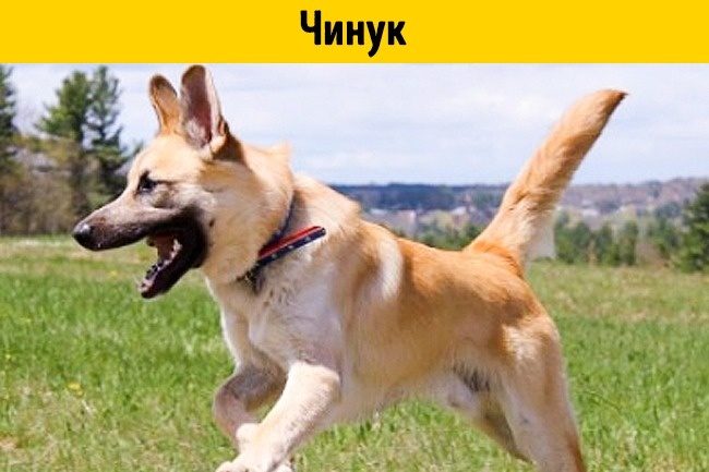 Породы собак, о которых никто не знает