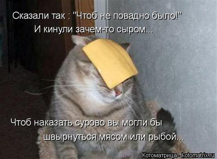 Забавные животные (50 фото) Забавные животные (50 фото)