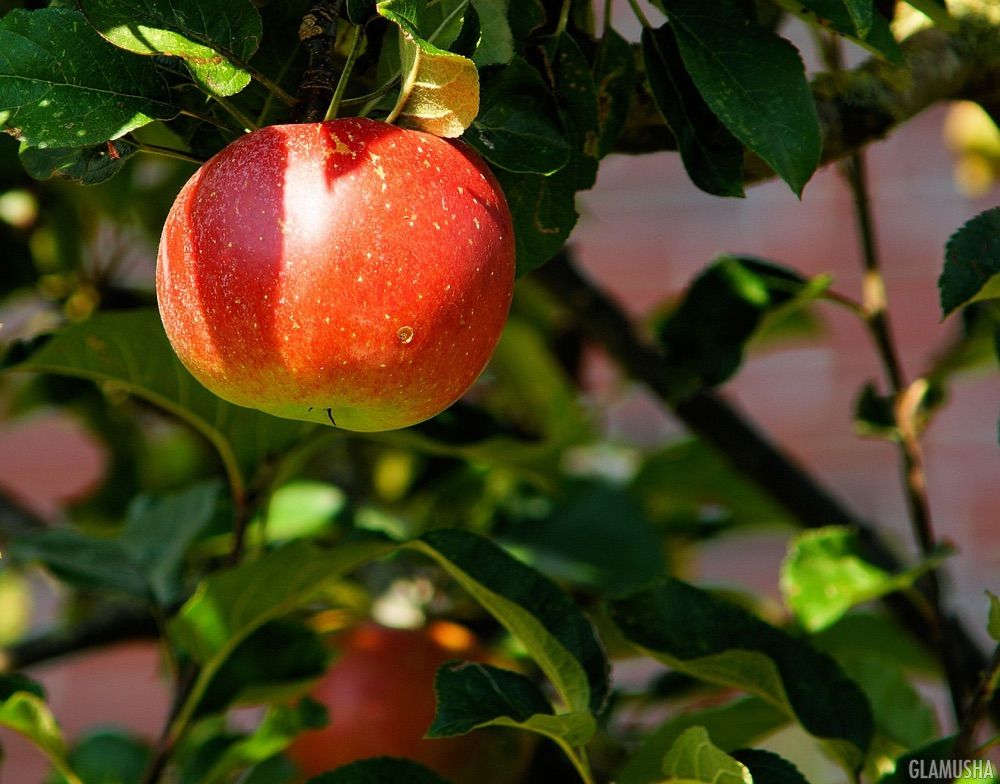 10 рецептов этой осени с запеченными яблоками
