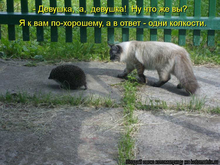 Что такое огород степанов Что такое огород степанов
