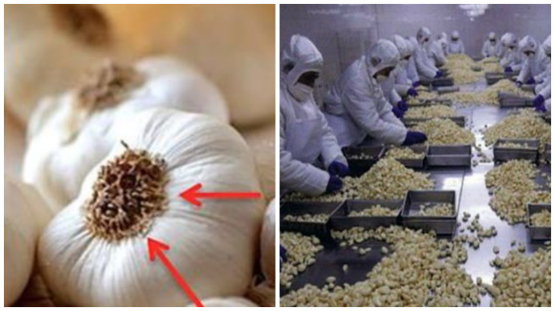 Никогда не покупайте и не ешьте этот чеснок! Вот что выяснилось Никогда не покупайте и не ешьте этот чеснок! Вот что выяснилось важно знать, жизнь, истории, опасно, продукты питания, чеснок