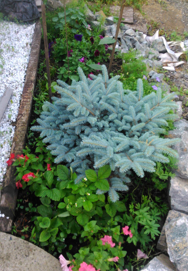 Glauca globosa — ель голубая шаровидная Glauca globosa — ель голубая шаровидная
