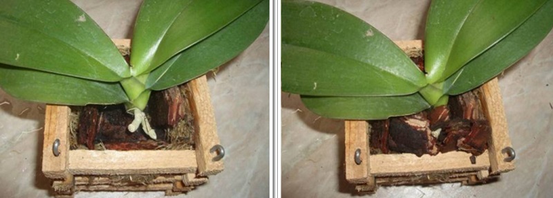 пересадка орхидей в корзину