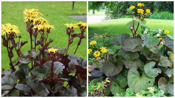 Бузульник зубчатый сорт &amp;amp;amp;lsquo;Othello&amp;amp;amp;rsquo;, фото сайта Grows on You и сорт Desdemona, фото сайта Gardening Impulse1