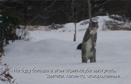 Смешные картинки о животных с подписями.