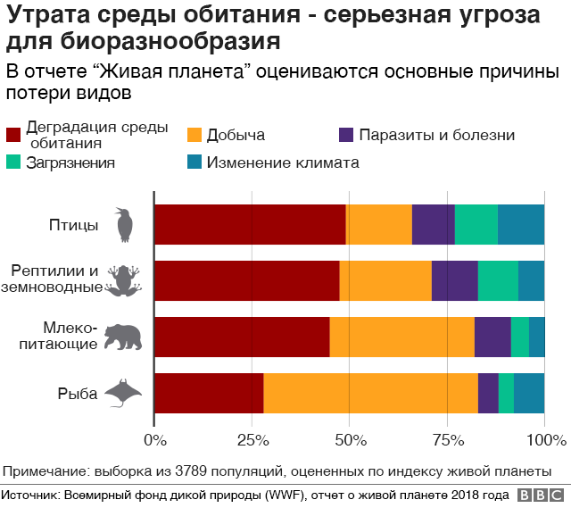 разнообразие видов
