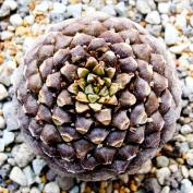 Молочай буплеурумолистный (Euphorbia bupleurifolia) Молочай буплеурумолистный (Euphorbia bupleurifolia)