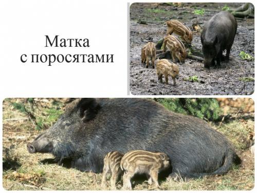 С чем ходят на кабана С чем ходят на кабана