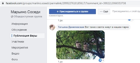 В парке 850-летия Москвы заметили совят