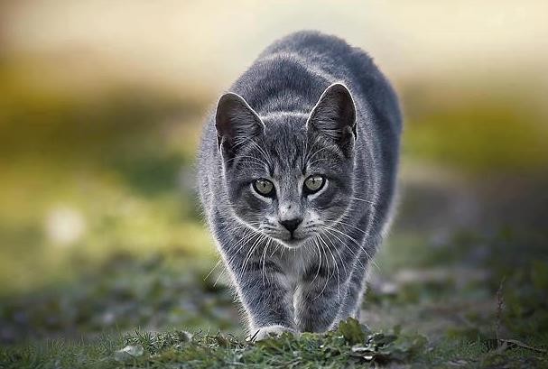 Призрак брошенной кошки. История