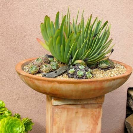 Красивые садовые композиции из суккулентов - фото Красивые садовые композиции из суккулентов - фото