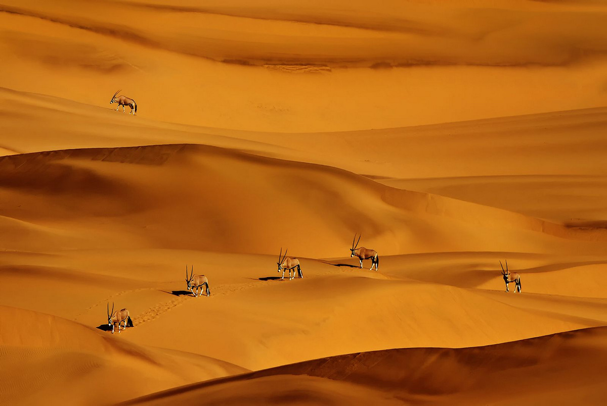 ФОТОЛИКБЕЗ. Фотоконкурс Siena International Photography Awards ФОТОЛИКБЕЗ. Фотоконкурс Siena International Photography Awards