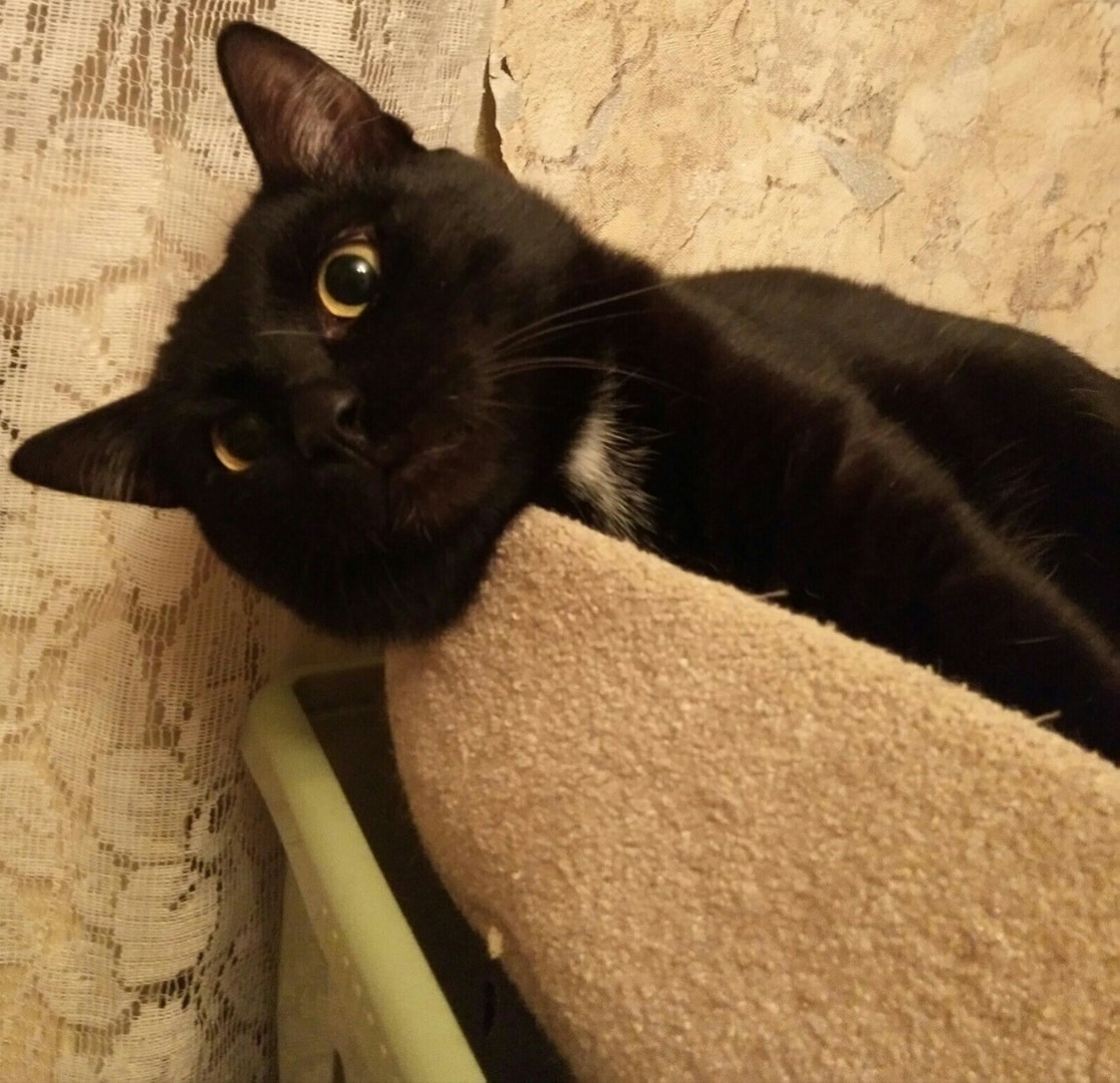 помощь котенку черный кот