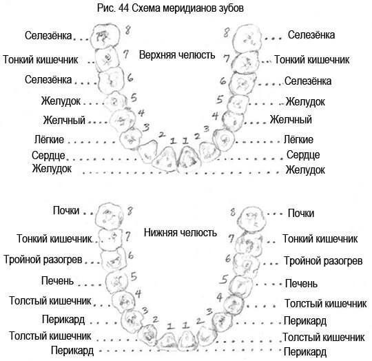 Связь зубов с органами, эндокринной системой