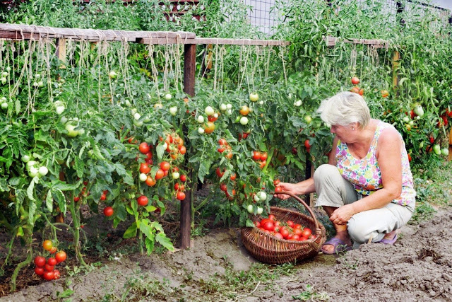 Хотите получать по 2 ведра помидор с куста — узнайте секрет! Хотите получать по 2 ведра помидор с куста — узнайте секрет!