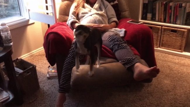 Как питомцы ждут появления малышей