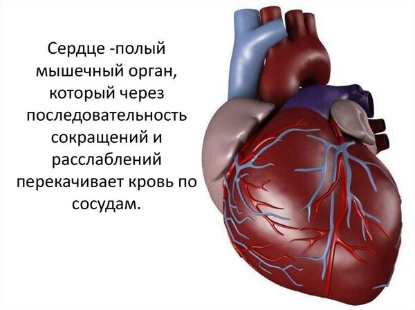 Жизненно необходимый орган
