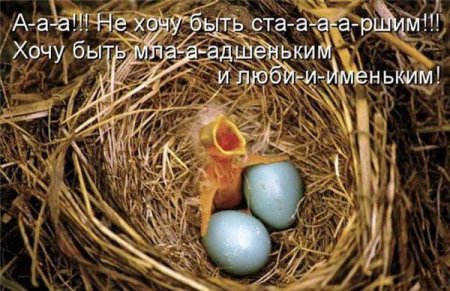 Смешные картинки о животных с подписями.