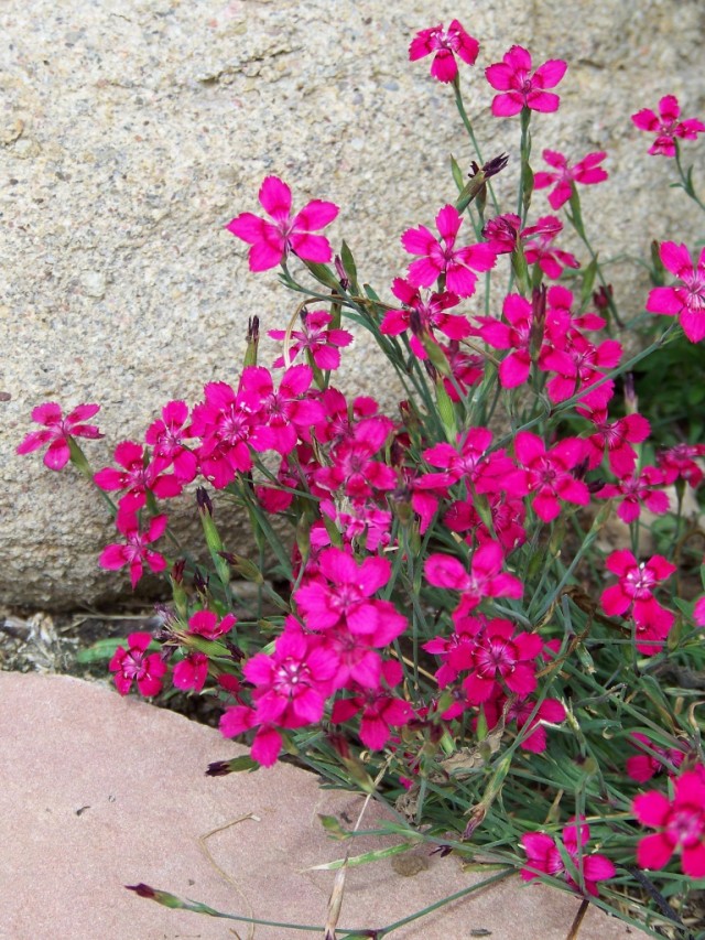 Гвоздика травянка (Dianthus deltoides)