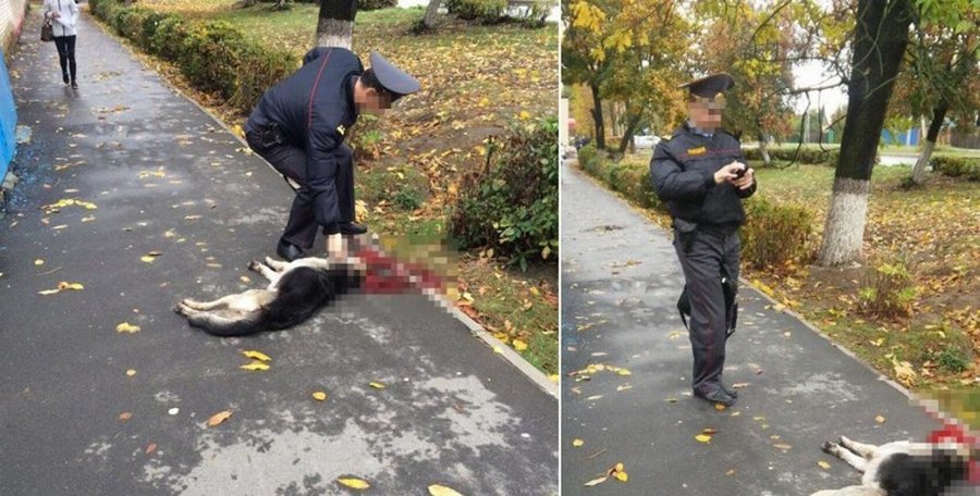 собака