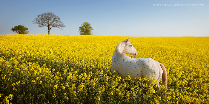 Желтый океан.  Фото: Wiebke Haas.