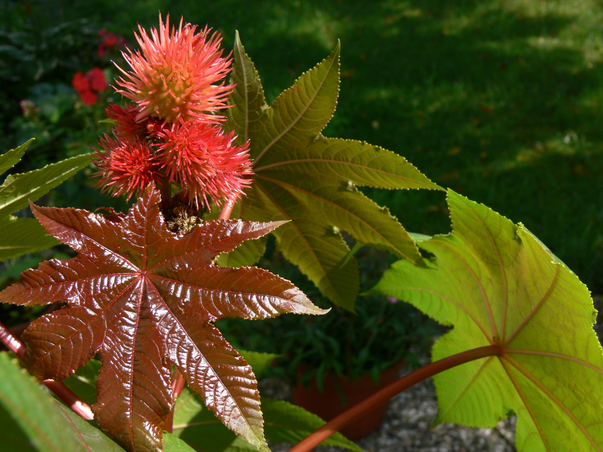 Клещевина Ricinus communis