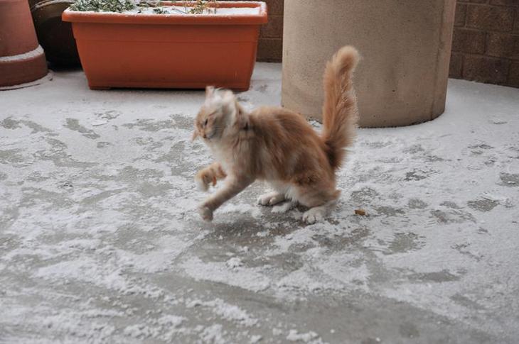 animals-first-time-seeing-snow-1