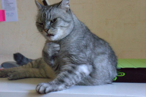 Коты - натуральные актёры Коты - натуральные актёры