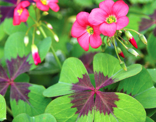 Oxalis deppei сорта Iron Cross Oxalis deppei сорта Iron Cross