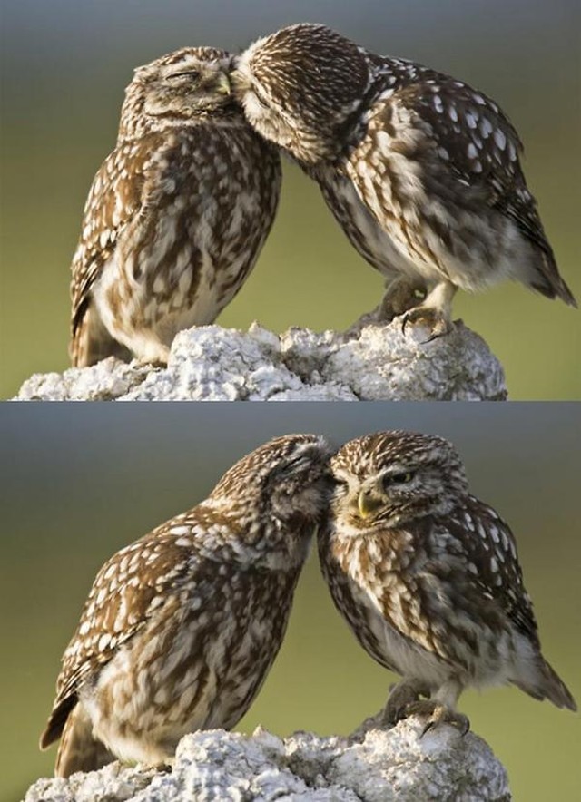 Взаимность (pinterest.com) Взаимность (pinterest.com) мимика, пернатые, птицы, сова