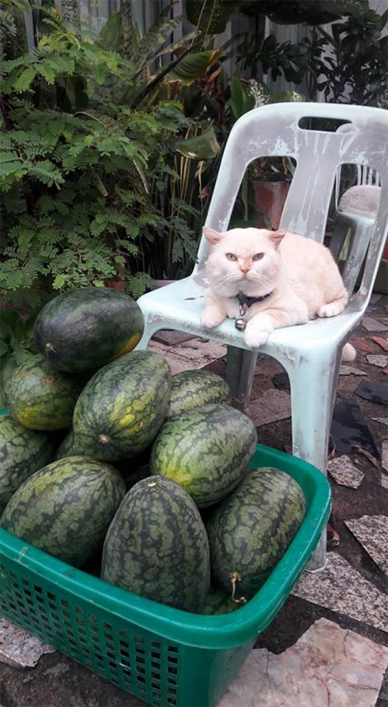 Арбузный владыка по кличке Жемчужный привел в восторг соцсети