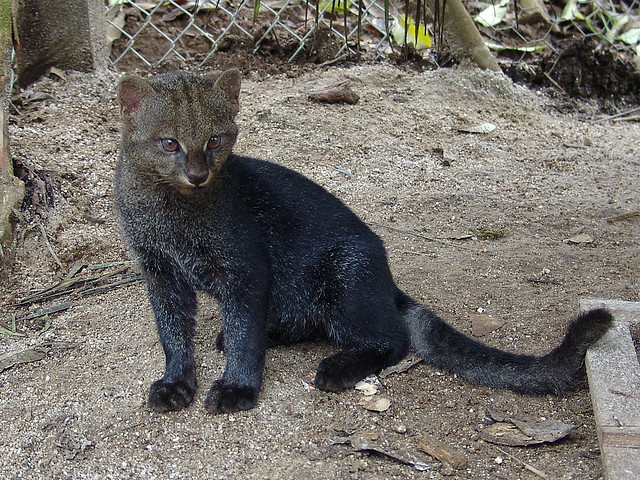jaguarundi4