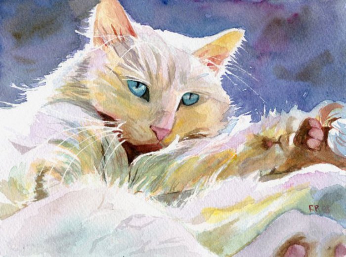 Персидская кошка. Автор: Rachel Parker. Персидская кошка. Автор: Rachel Parker.
