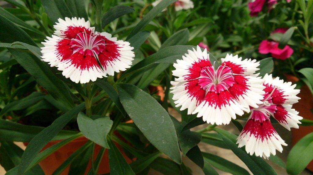Китайская гвоздика (лат. Dianthus chinensis) Китайская гвоздика фото (лат. Dianthus chinensis)