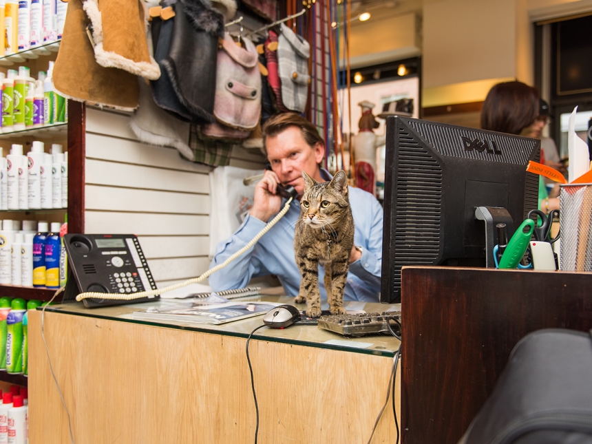 Очаровательные коты, Shop Cats of New York