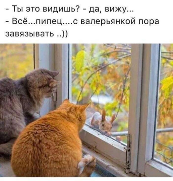 Юмор, который заряжает позитивом и щекочет интеллект