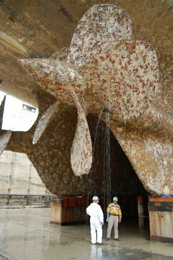 30 фото о жизни и смерти коней моря 30 фото о жизни и смерти коней моря