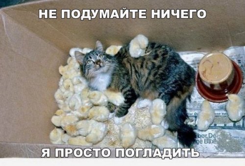 Новые прикольные фотомемы (24 шт) Новые прикольные фотомемы (24 шт)