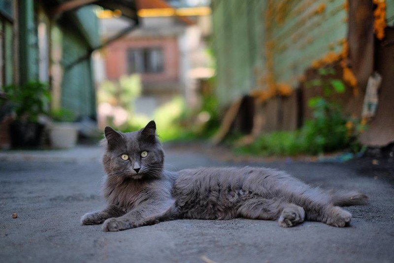 Очень колоритные уличные коты Очень колоритные уличные коты коты, окраины, улица, эстетика
