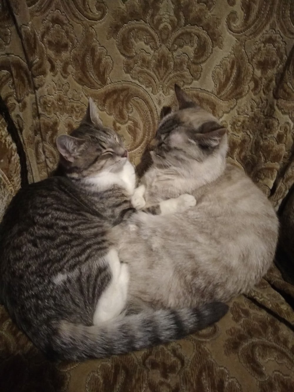 котенок нашел дом коты на кресле