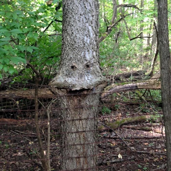 9. Un árbol al que le gusta la comida: árboles, árboles, ilusión óptica, pareidolia, parece que no es lo mismo, parece que es una cara.