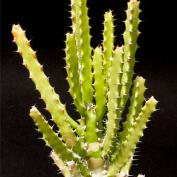 Молочай крупнозубчатый (Euphorbia grandidens) Молочай крупнозубчатый (Euphorbia grandidens)
