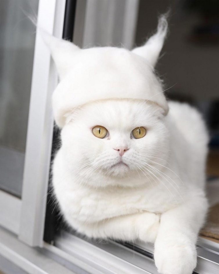 Смешные котики в шляпах
